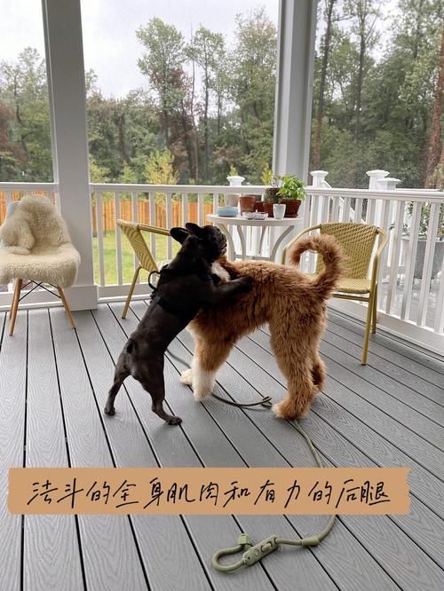 zuki树犬生活全集 z树犬的生活