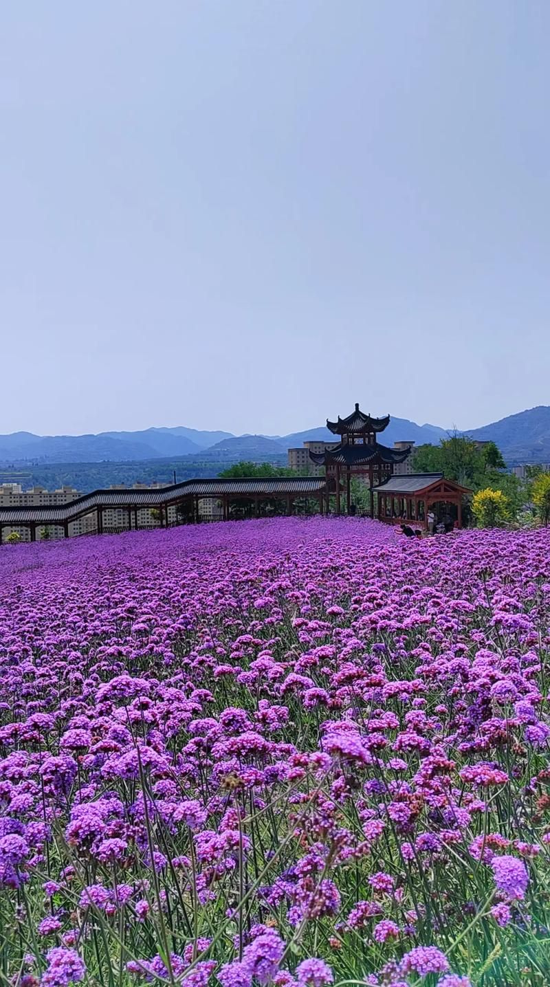 哪里可以看到薰衣草全集 哪里可以看薰衣草花