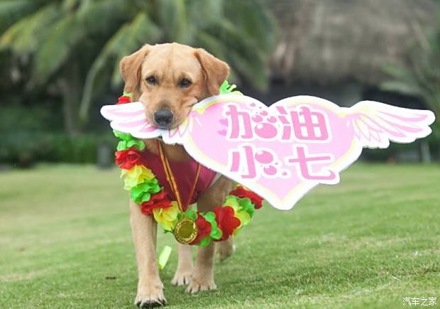 神犬小七第三季免费观看全集 神犬小七第三季在线观看完整版